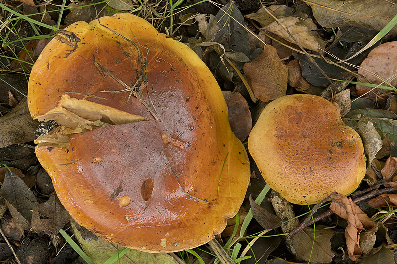 Cortinarius (subgenus Phlegmacium) majusculus
